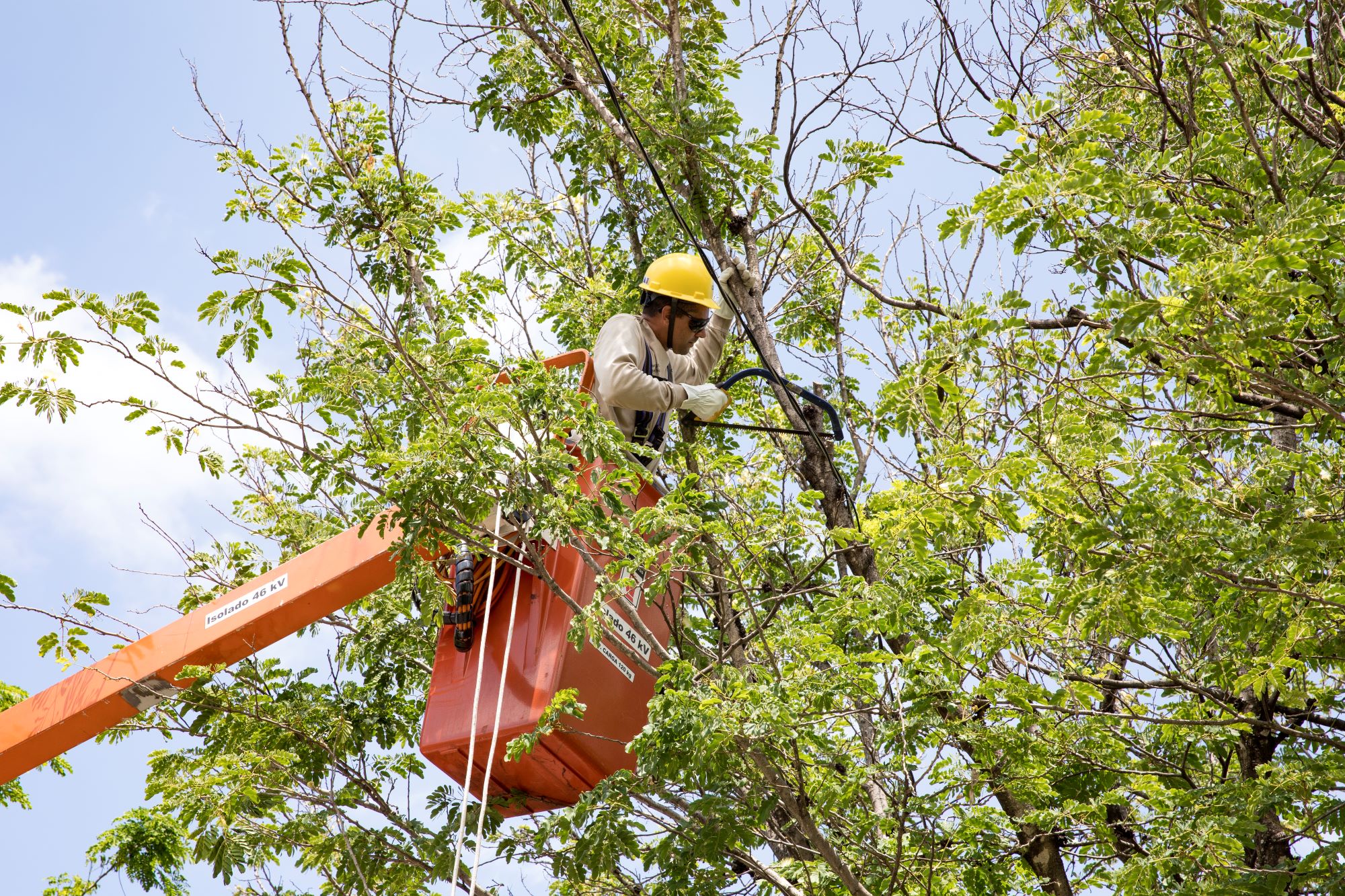 Imagem de colaborador da Cemig realizando a poda de uma árvore de forma preventiva