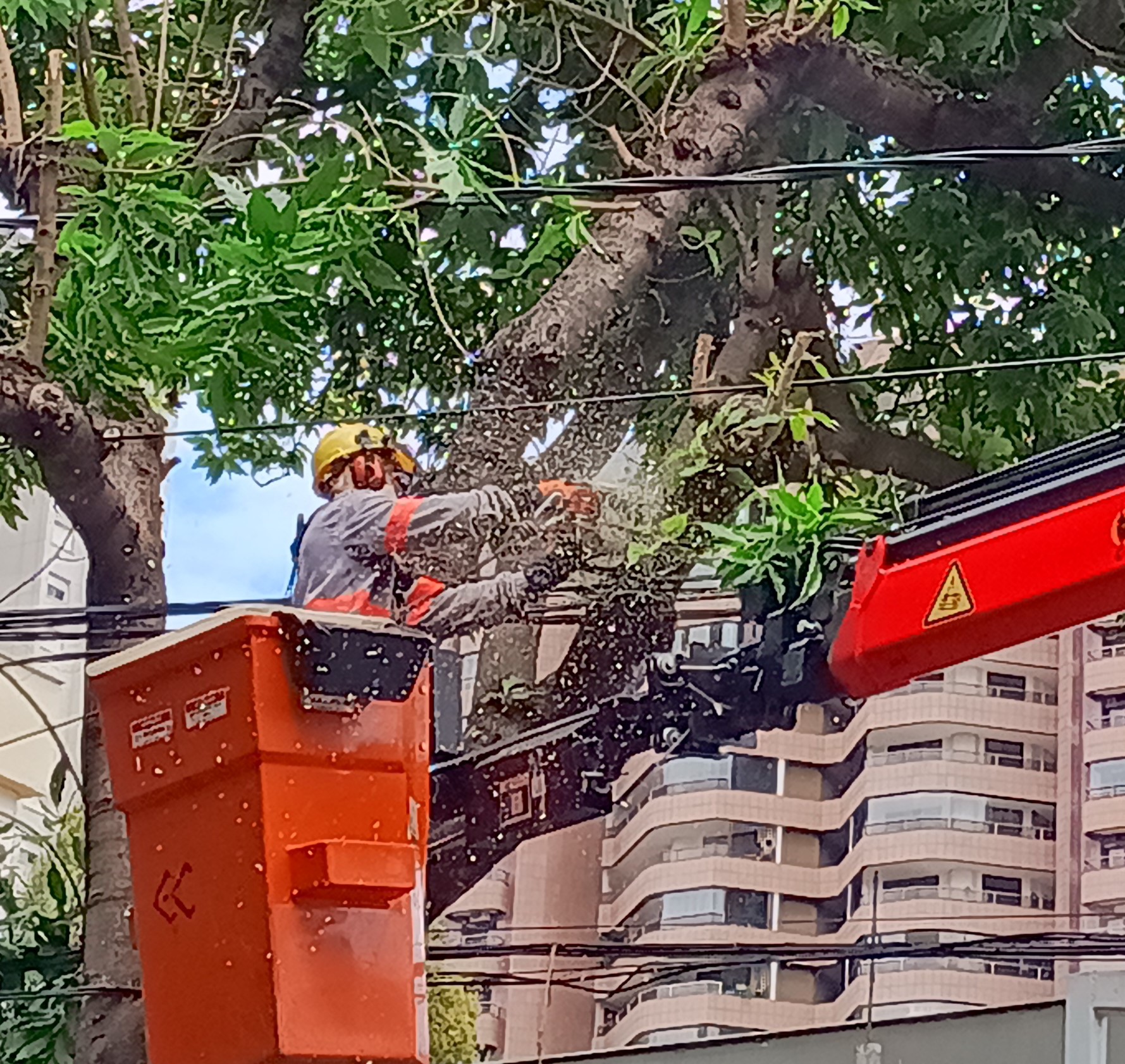 eletricista da Cemig realizando poda de árvore